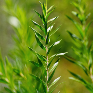 Rosemary Oil Extract